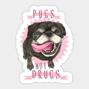 Pugs Not Drugs Sticker